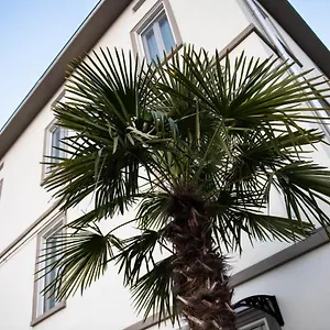 Le Palme Parma
